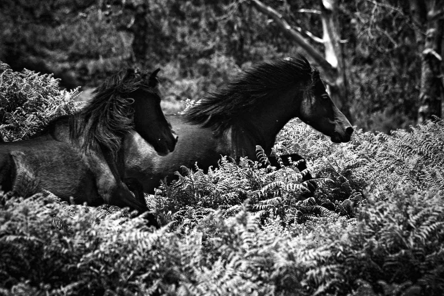 Dous cabalos en branco e negro