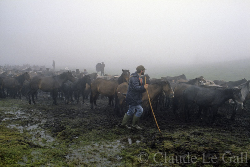 Manada de caballos en un día nublado. Hay tres personas junto a ellos