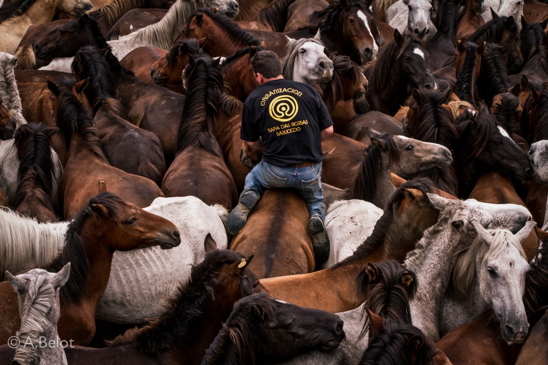 Home totalmente rodeado de cabalos mentres está sobre un, a foto está sacada dende arriba