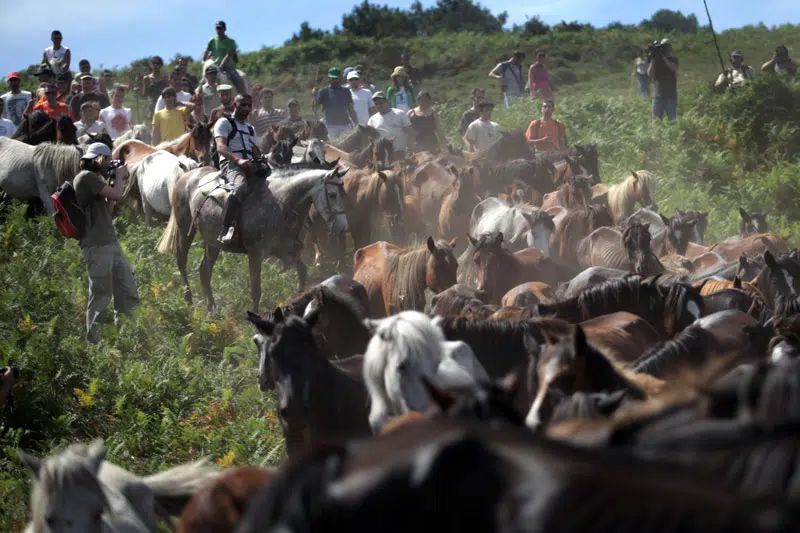 Imaxe da baixa, onde se ve unha manda de cabalos sendo dirixidos polas persoas