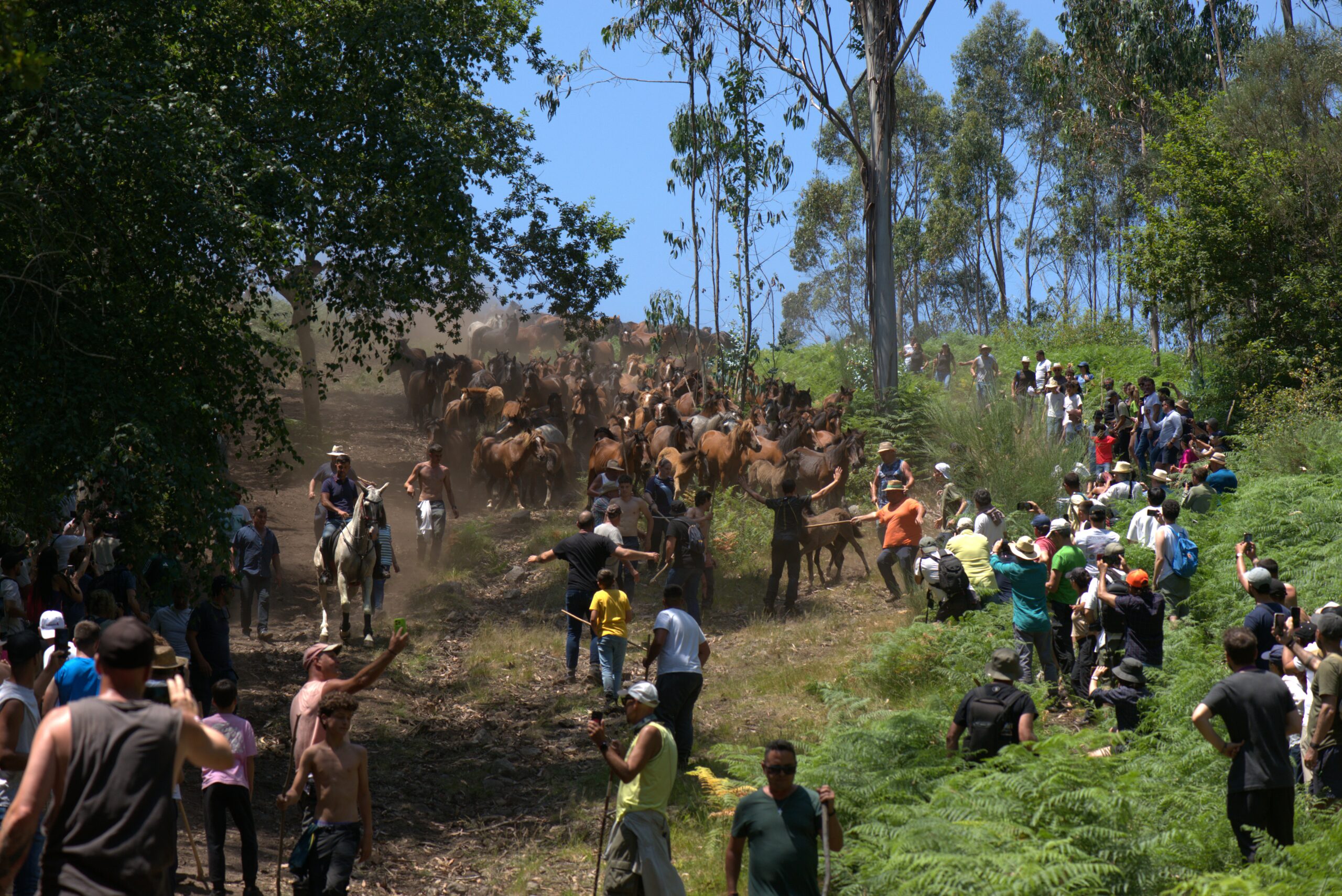 Un grupo de personas guía a una manada de caballos salvajes por una ladera empinada y cubierta de hierba. El cielo es azul y despejado, y hay espectadores observando desde un lado de la colina.