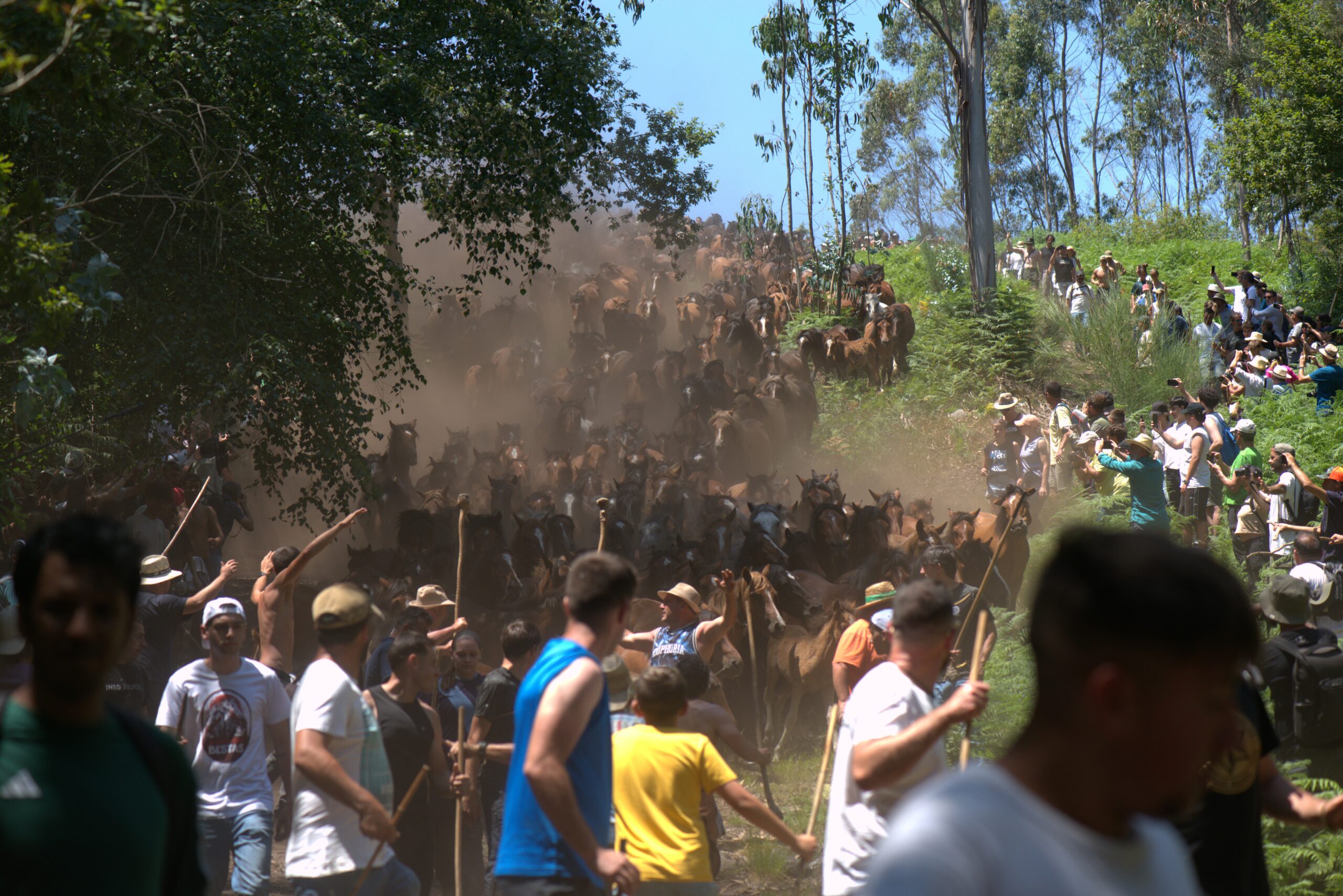 Una multitud de personas y jinetes descienden por una colina polvorienta, guiando una gran manada de caballos salvajes. Se aprecia una nube de polvo detrás de los caballos y la gente en la Rapa das Bestas.