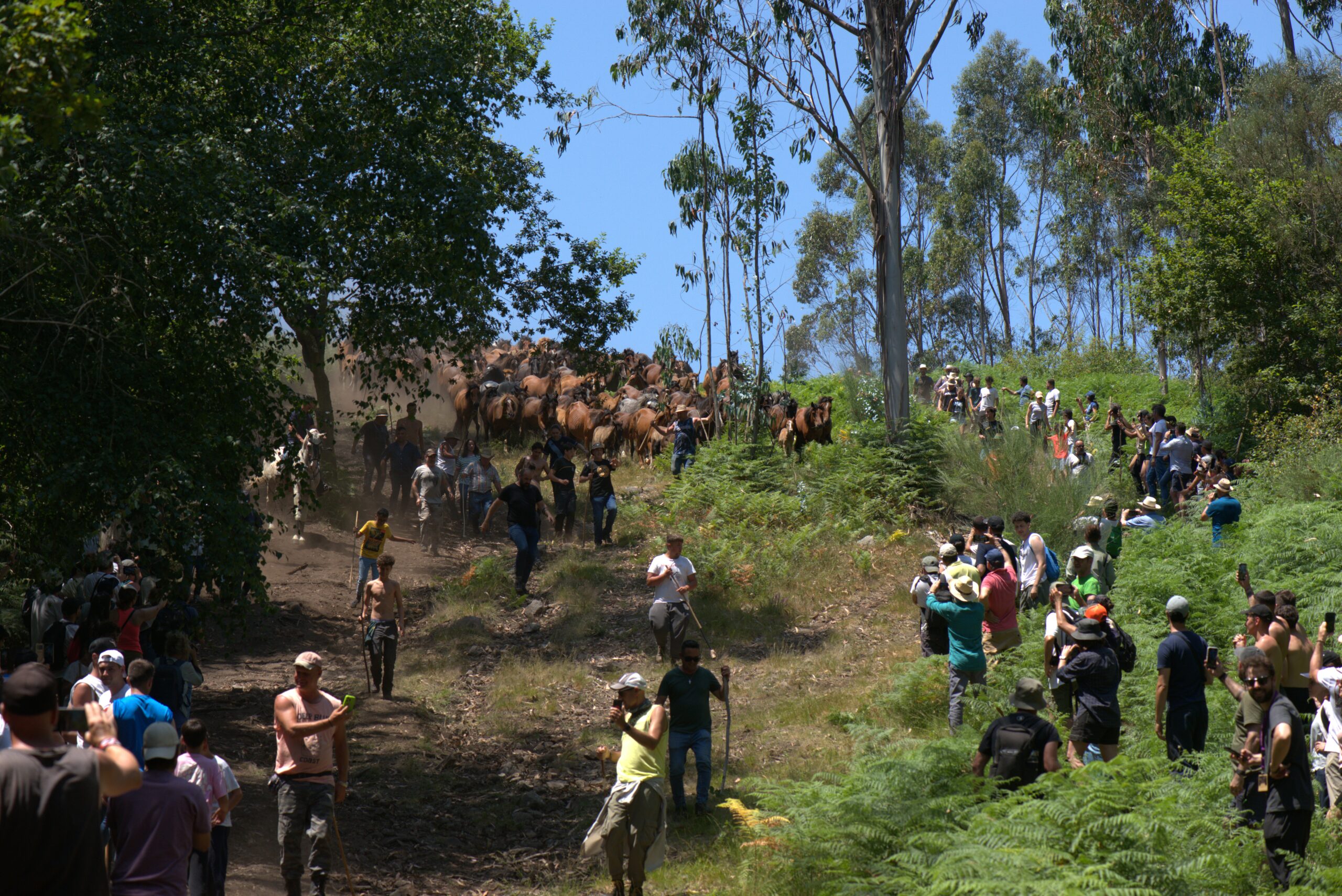 Una manada de caballos salvajes es conducida por un grupo de personas a pie por una ladera. Los espectadores están sentados a los lados en la hierba, observando la tradición.