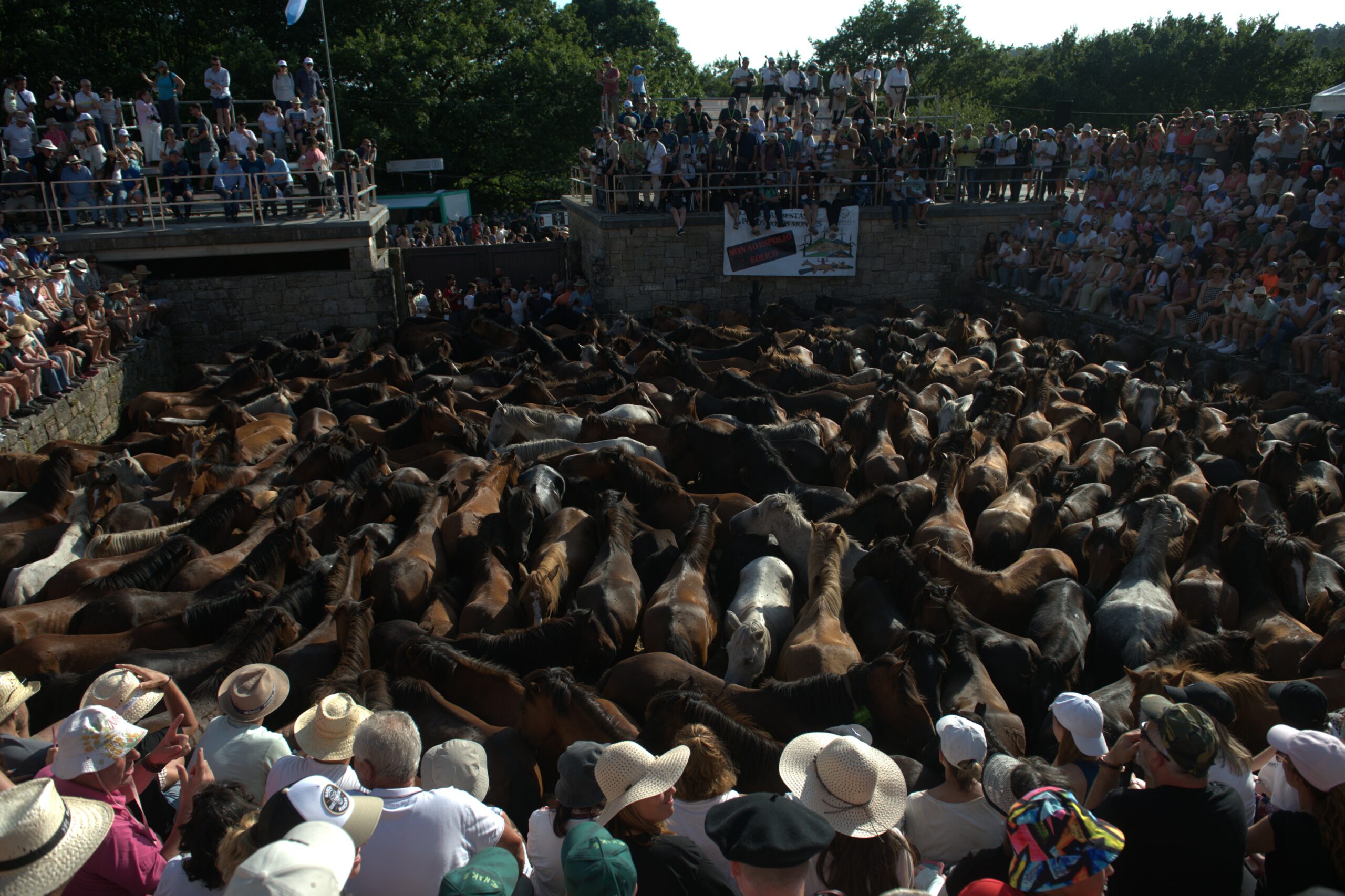 Una vista amplia del curro desde un punto elevado, donde una gran multitud de personas sentadas en las gradas mira hacia abajo a un grupo de caballos salvajes en la arena central.