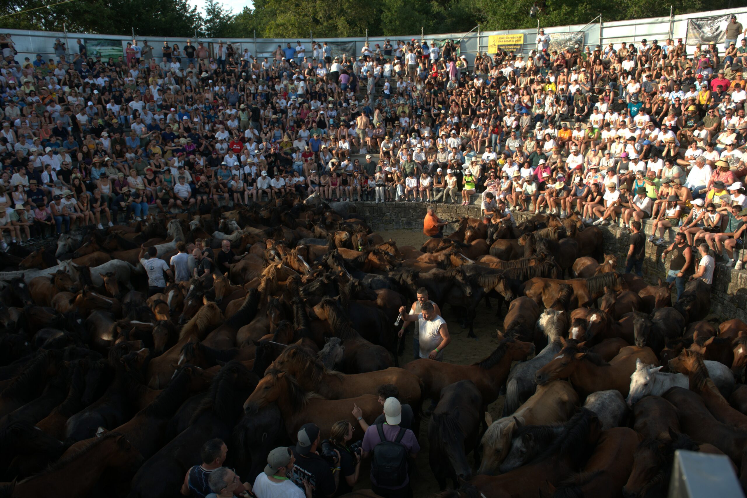 Una vista panorámica del curro, una arena circular de tierra, abarrotada de caballos salvajes de diferentes tonos de marrón y negro. Alrededor, una multitud de espectadores sentados en las gradas observa la acción.