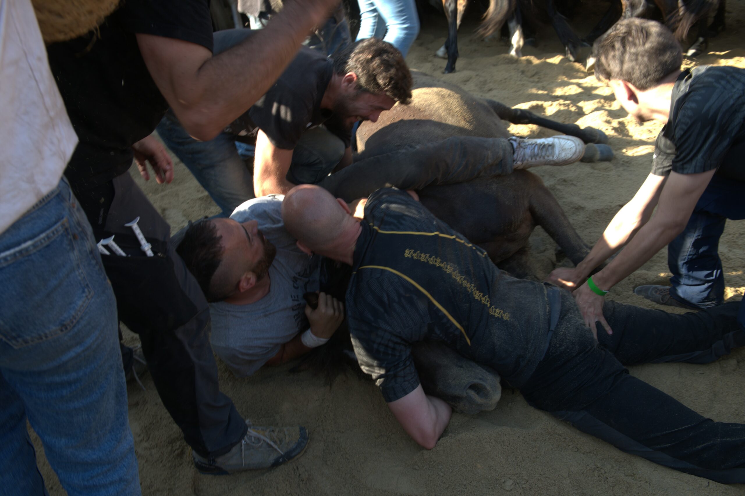Una manada de caballos salvajes es conducida por un grupo de personas a pie por una ladera. Los espectadores están sentados a los lados en la hierba, observando la tradición.
