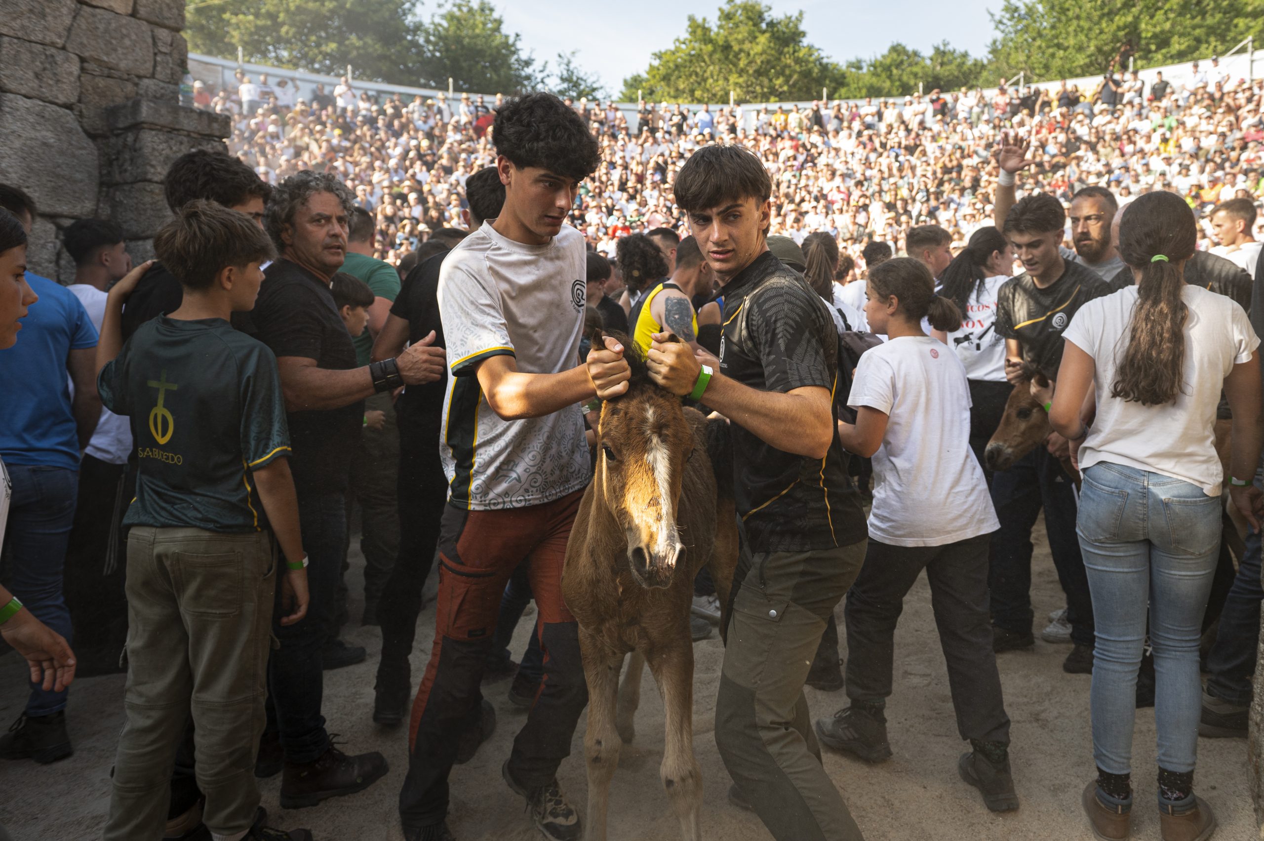 Separación dos poldros